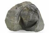 Fossil Zlichovaspis Trilobite - Atchana, Morocco #347300-2